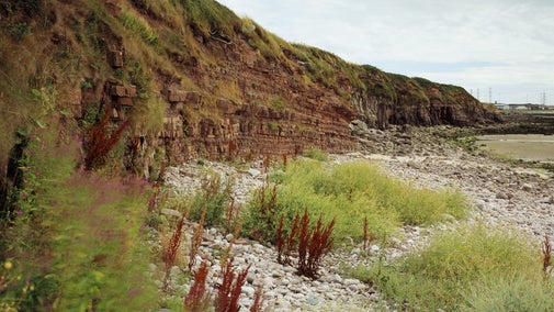 The sedimentary bedded cliff face and wildflowers at Heysham Coast, Lancashire